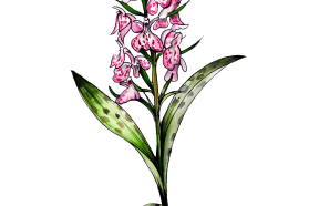 Common spotted orchid, Dactylorhiza fuchsii